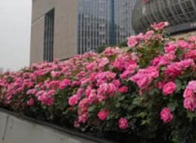 高架橋立體綠化應(yīng)該選什么植物？