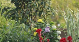 藥用植物在花境中的應(yīng)用與發(fā)展