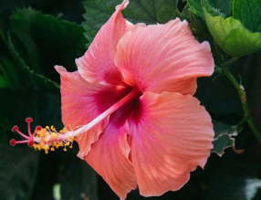 8月養這幾種花，花期長還好養