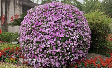 國(guó)慶廣場(chǎng)景觀提升