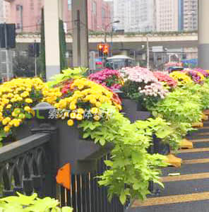 護(hù)欄綠化-雙面掛