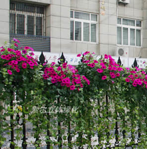 護(hù)欄綠化-單面掛