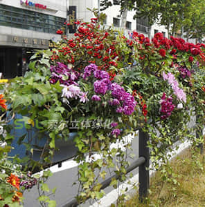 護(hù)欄綠化-單面掛