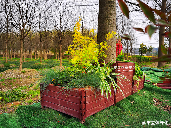 13索爾行道樹綠化 (23).jpg