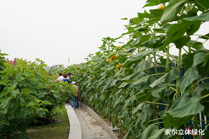 09杭州濮家小學屋頂農場 (4).jpg