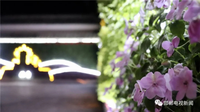 邯鄲電視新聞：我市首例“墻上花園”亮相叢臺公園 (6).jpg