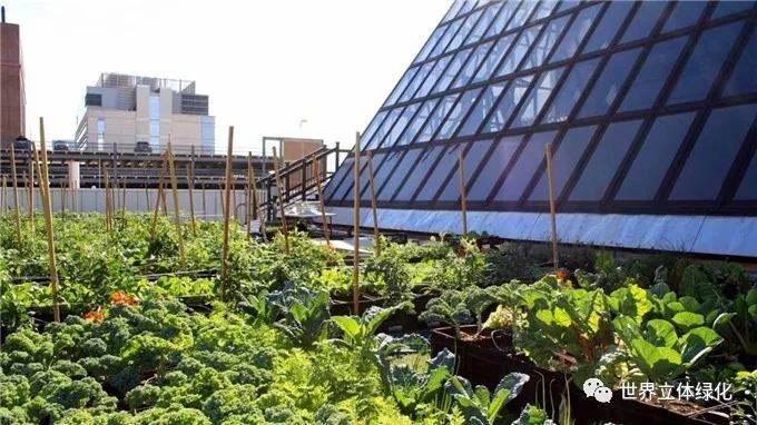 12波士頓醫療中心屋頂農場 (2).jpg