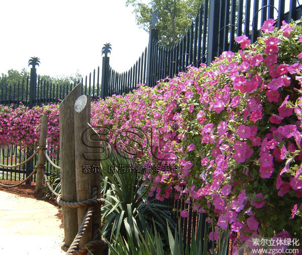 23護(hù)欄綠化 (4).jpg