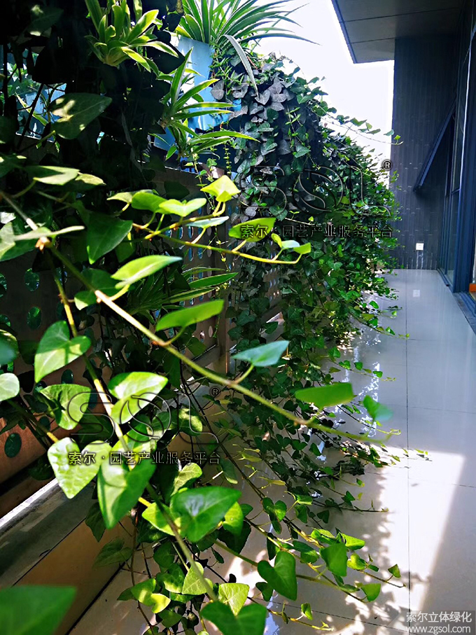 20索爾大樓窗陽(yáng)臺(tái)綠化護(hù)欄綠化2019年6月 (6).jpg